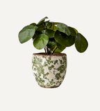 VICTORIA Kruka S, Vit/grön