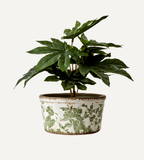 VICTORIA Kruka Vit/grön